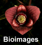 Image of Bioimages @ vanderbilt.edu: http://semantic-forms.cc:1952/ldp/1598005334163-866465442476938