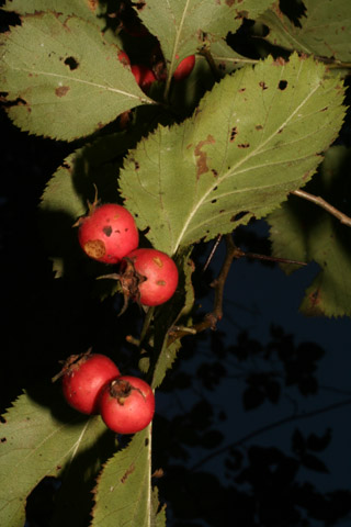 Image http://bioimages.vanderbilt.edu/lq/baskauf/w70918.jpg