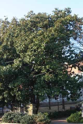 Magnolia in front of the Law School along 21st Avenue S.