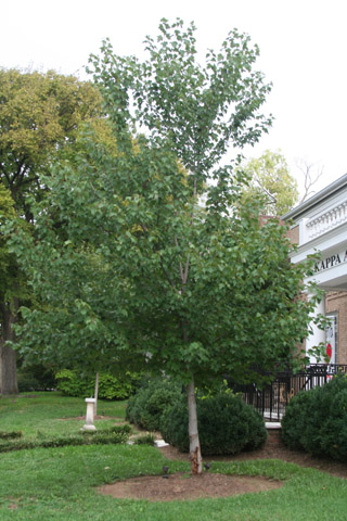 An individual instance of saccharum (sugar maple)