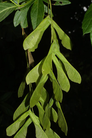 box elder fruits