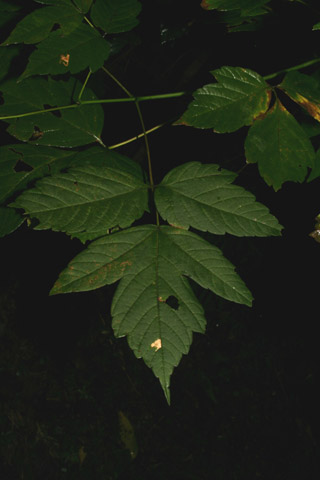 box elder leaf
