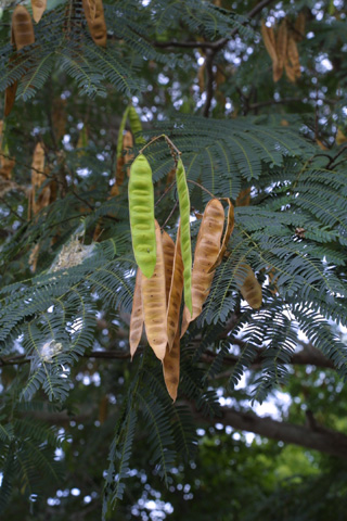 Image http://bioimages.vanderbilt.edu/lq/baskauf/walju--fr15434.jpg