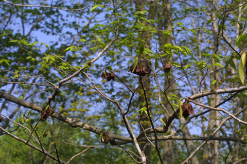 Image http://bioimages.vanderbilt.edu/lq/baskauf/wastr--flinflower20299.jpg