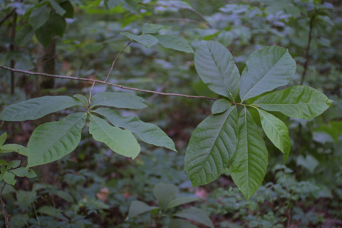 Image http://bioimages.vanderbilt.edu/lq/baskauf/wastr--lfseveral12122.jpg