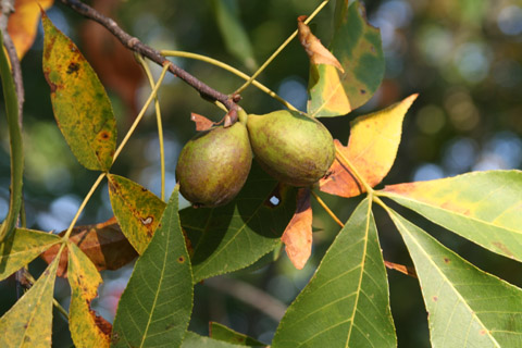 Image http://bioimages.vanderbilt.edu/lq/baskauf/wcagl8-fron-plant70849.jpg