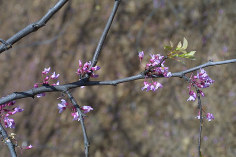 Image http://bioimages.vanderbilt.edu/lq/baskauf/wceca4-flon-branch10392.jpg