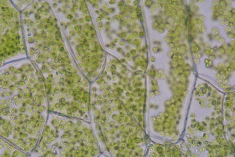 Image http://bioimages.vanderbilt.edu/lq/baskauf/wceri2-gachloroplasts10134.jpg
