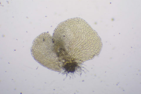 Ceratopteris richardii hermaphrodite gametophyte from http://bioimages.vanderbilt.edu/baskauf/10138