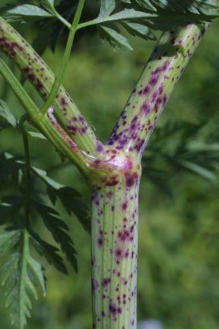 Conium maculatum - Stem - poison hemlock