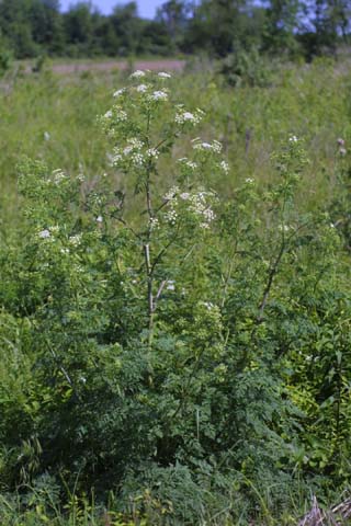 Conium maculatum - Whole plant - poison hemlock