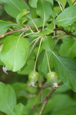 Image http://bioimages.vanderbilt.edu/lq/baskauf/wcrata-lfdevel-fruit10815.jpg