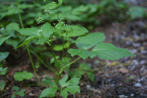 Image http://bioimages.vanderbilt.edu/lq/baskauf/wcrca9-wp11685.jpg