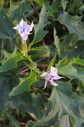 Datura stramonium - Flower - jimsonweed