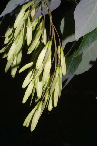 white ash fruits