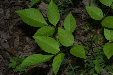 Image http://bioimages.vanderbilt.edu/lq/baskauf/wfrqu--lfsmall-plant32863.jpg