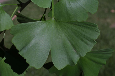 ginkgo leaves