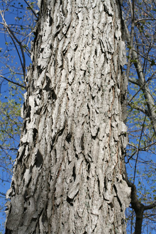 Image http://bioimages.vanderbilt.edu/lq/baskauf/wgydi--brlarge50913.jpg