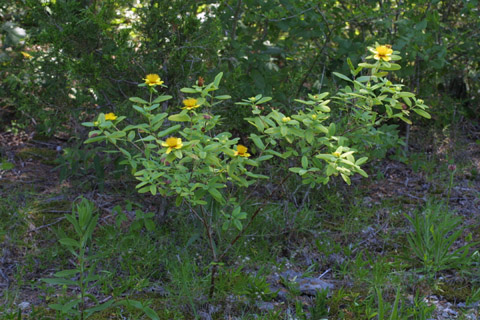 Image http://bioimages.vanderbilt.edu/lq/baskauf/whyfr--wpshrub12850.jpg