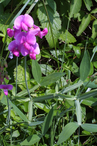 Image http://bioimages.vanderbilt.edu/lq/baskauf/wlala4-wpin-flower12201.jpg