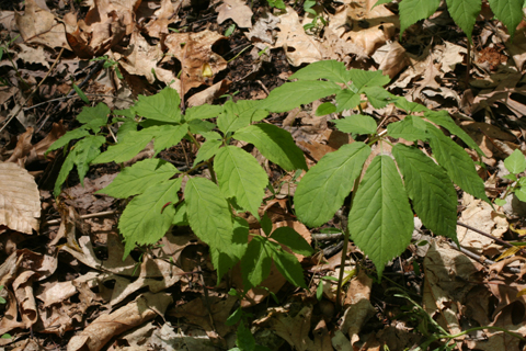 Image http://bioimages.vanderbilt.edu/lq/baskauf/wpaqu--wp65563.jpg