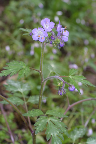 Image http://bioimages.vanderbilt.edu/lq/baskauf/wphbi2-wpin-flower10449.jpg