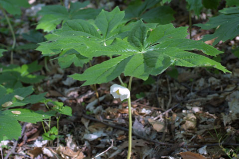 Image http://bioimages.vanderbilt.edu/lq/baskauf/wpope--wpin-flower10626.jpg