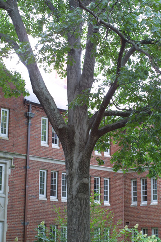 Big Al Shumard oak