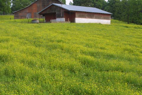 Image http://bioimages.vanderbilt.edu/lq/baskauf/wrasa--wpmass-pasture23617.jpg