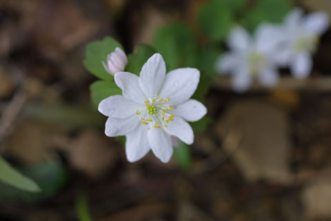 Image http://bioimages.vanderbilt.edu/lq/baskauf/wsaca13fl10453.jpg