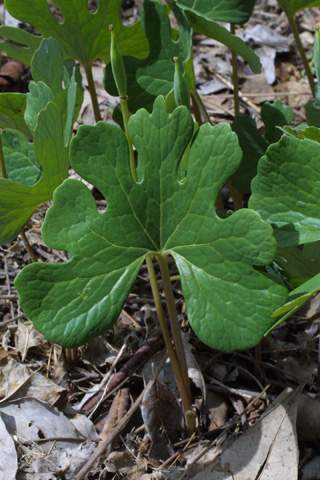 Image http://bioimages.vanderbilt.edu/lq/baskauf/wsaca13lf18468.jpg