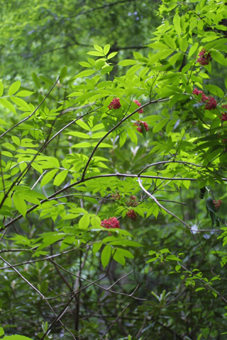 Image http://bioimages.vanderbilt.edu/lq/baskauf/wsarar3wpin-fruit11471.jpg