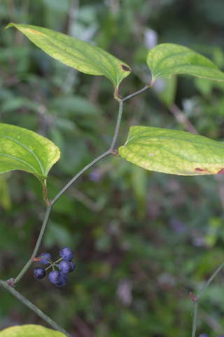 Image http://bioimages.vanderbilt.edu/lq/baskauf/wsmro--wpin-fruit16359.jpg