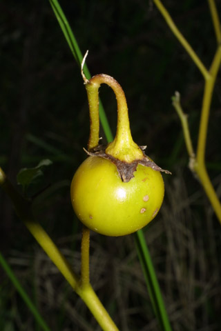 Solanum carolinense - Fruit - Carolina horsenettle