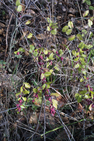 Image http://bioimages.vanderbilt.edu/lq/baskauf/wsyor--wpin-fruit17128.jpg