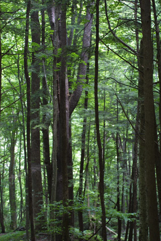 Image http://bioimages.vanderbilt.edu/lq/baskauf/wtsca--wpstand-trunks11497.jpg