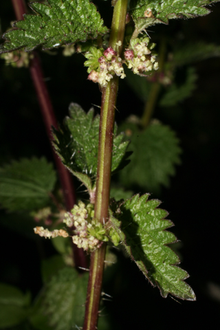 Urtica chamaedryoides - Flower - heartleaf nettle