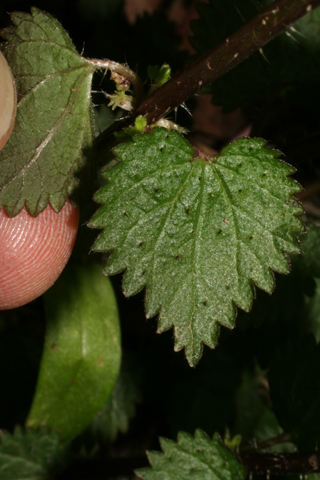 Image http://bioimages.vanderbilt.edu/lq/baskauf/wurch3-lf50899.jpg