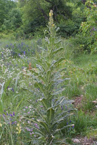 Image http://bioimages.vanderbilt.edu/lq/baskauf/wveth--wpin-flower25663.jpg