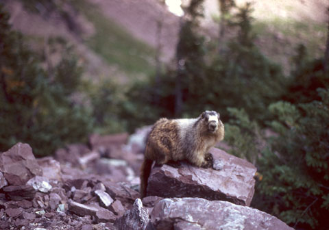 Image http://bioimages.vanderbilt.edu/lq/bassettjh/wmarcalglacierjb264.jpg