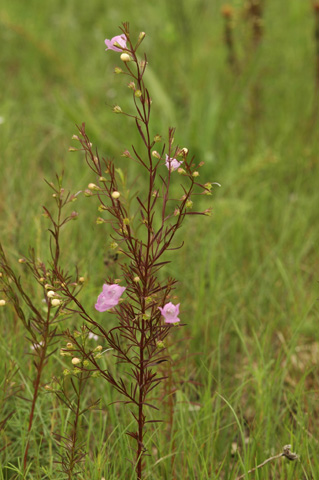 Image http://bioimages.vanderbilt.edu/lq/hessd/wagte3-wp318e5014.jpg