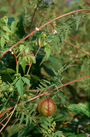 Image http://bioimages.vanderbilt.edu/lq/hessd/wcaha13wpin-fruit000511-25e5234.jpg