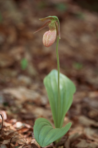 Image http://bioimages.vanderbilt.edu/lq/hessd/wcyac3-wpin-flower-jul03-18e5245.jpg