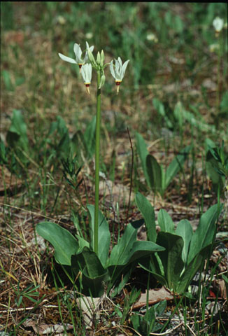 Image http://bioimages.vanderbilt.edu/lq/hessd/wdome--wp940403a-37e5414.jpg