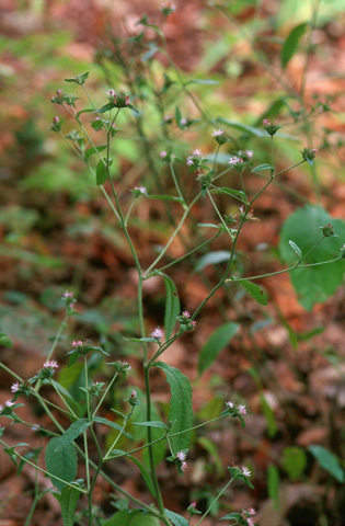 Image http://bioimages.vanderbilt.edu/lq/hessd/welca3-wp010818-17e5264.jpg