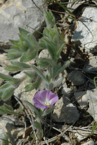 Image http://bioimages.vanderbilt.edu/lq/hessd/wevnu--wpin-flower128e5034.jpg