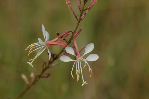 Image of organism