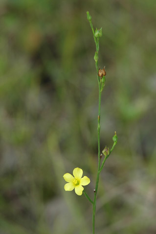 Image of organism