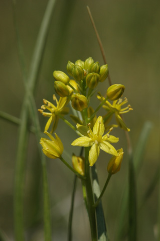 Image http://bioimages.vanderbilt.edu/lq/hessd/wsccr--fl0068e5359.jpg