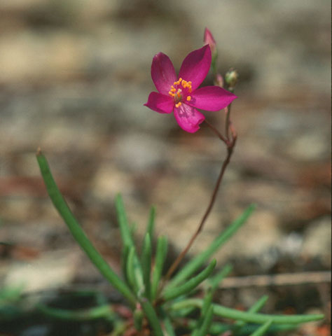 Image http://bioimages.vanderbilt.edu/lq/hessd/wtaca14wp940611a-05e5481.jpg